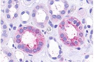 Anti-TAAR9 antibody  ABIN1049388 IHC staining of human kidney, renal tubules. (TAAR9 Antikörper  (Extracellular Domain))