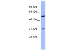 WB Suggested Anti-RBMS3 Antibody Titration:  0. (RBMS3 Antikörper  (Middle Region))