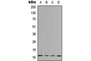 Western blot analysis of IL-3 expression in HeLa (A), Jurkat (B), Raw264.