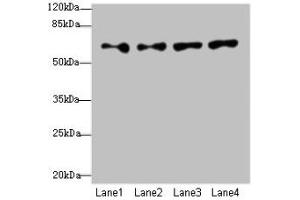 Western blot All lanes: CFAP52 antibody at 4 μg/mL Lane 1: HepG2 whole cell lysate Lane 2: K562 whole cell lysate Lane 3: U937 whole cell lysate Lane 4: A549 whole cell lysate Secondary Goat polyclonal to rabbit IgG at 1/10000 dilution Predicted band size: 69, 70, 61 kDa Observed band size: 69 kDa