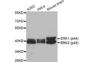 Western blot analysis of extracts of various cell lines, using ERK1/2 antibody. (ERK2 Antikörper  (AA 200-300))