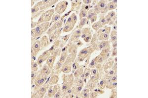 Antibody staining ANXA2 in Human liver tissue sections by Immunohistochemistry (IHC-P - paraformaldehyde-fixed, paraffin-embedded sections). (Annexin A2 Antikörper  (N-Term))