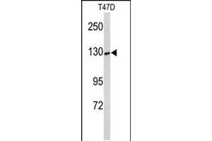 Western blot analysis of KCNH7 Antibody in T47D cell line lysates (35ug/lane) (KCNH7 Antikörper  (N-Term))