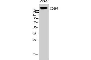 Western Blotting (WB) image for anti-Lymphocyte Antigen 75 (LY75) (Internal Region) antibody (ABIN3183747) (LY75/DEC-205 Antikörper  (Internal Region))