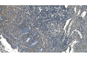 IHC analysis of GNG2 using anti-GNG2 antibody (ABIN7600505).