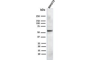 Western Blot Analysis of human NIH3T3 cell lysate using AKT1 Mouse Monoclonal Antibody (AKT1/2784).