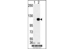 Western blot analysis of AOF2 (arrow) using LSD1 Antibody (C-term) (ABIN388023 and ABIN2845465). (LSD1 Antikörper  (C-Term))
