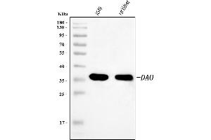 Western blot analysis of DAO using anti-DAO antibody (ABIN7600546).