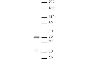 IRF-3 pAb tested by Western blot. (IRF3 Antikörper  (AA 306-312))