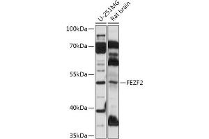 Western blot analysis of extracts of various cell lines, using FEZF2 antibody (ABIN7267171) at 1:1000 dilution. (FEZF2 Antikörper  (AA 1-280))