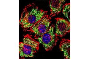 Fluorescent confocal image of C2C12 cell stained with ENO1 Antibody (Center) (ABIN390429 and ABIN2840814). (ENO1 Antikörper  (AA 178-205))