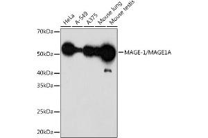Western blot analysis of extracts of various cell lines, using MAGE-1/MA Rabbit mAb (ABIN1678880, ABIN3015292, ABIN3015293 and ABIN7101339) at 1:1000 dilution. (MAGEA1 Antikörper)
