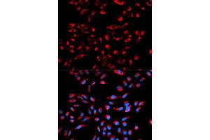 Immunofluorescence (IF) image for anti-Complement Component 1, Q Subcomponent Binding Protein (C1QBP) antibody (ABIN1871379) (C1QBP Antikörper)