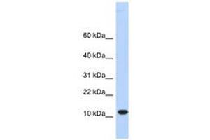 Image no. 1 for anti-Chromosome 10 Open Reading Frame 57 (C10ORF57) (AA 36-85) antibody (ABIN6741071) (CJ057 Antikörper  (AA 36-85))