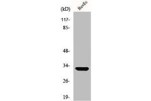 Western Blot analysis of HuvEc cells using MRP-L24 Polyclonal Antibody (MRPL24 Antikörper  (Internal Region))