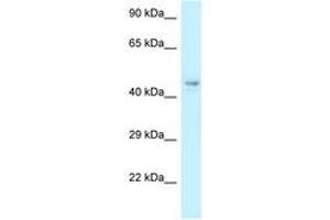 Image no. 1 for anti-COP9 Signalosome Subunit 4 (COPS4) (AA 53-102) antibody (ABIN6747769) (COPS4 Antikörper  (AA 53-102))