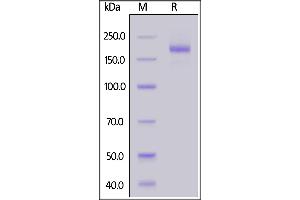 Biotinylated SARS-CoV-2 S protein trimer, His,Avitag on  under reducing (R) condition.