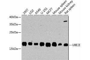 Western blot analysis of extracts of various cell lines using UBE2I Polyclonal Antibody at dilution of 1:1000.
