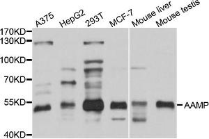 Western blot analysis of extracts of various cell lines, using AAMP antibody (ABIN1875463) at 1:1000 dilution.