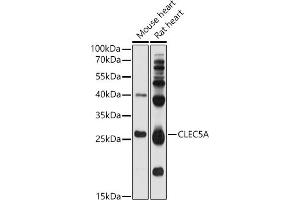 Western blot analysis of extracts of various cell lines, using CLEC5A antibody (ABIN1679280, ABIN1679281, ABIN5664169 and ABIN6219863) at 1:1000 dilution. (CLEC5A Antikörper  (AA 29-188))