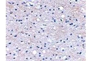 Immunohistochemistry (IHC) image for anti-Hyaluronan and Proteoglycan Link Protein 2 (HAPLN2) (Middle Region) antibody (ABIN1030892) (HAPLN2 Antikörper  (Middle Region))