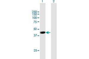 Western Blot analysis of PCMTD2 expression in transfected 293T cell line by PCMTD2 MaxPab polyclonal antibody. (PCMTD2 Antikörper  (AA 1-361))