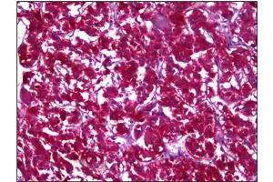 Immunohistochemistry (IHC) image for anti-Malate Dehydrogenase 1, NAD (Soluble) (MDH1) (AA 101-193) antibody (ABIN953360) (MDH1 Antikörper  (AA 101-193))