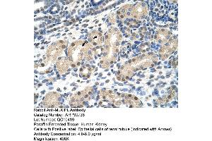 Human kidney (MLXIPL Antikörper  (N-Term))