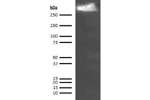 Western Blotting (WB) image for anti-Thyroglobulin (TG) antibody (ABIN613829) (Thyroglobulin Antikörper)