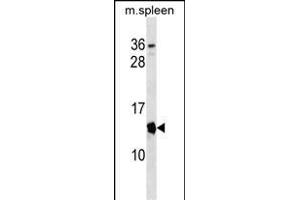 Mouse Cdkn2a Antibody (Center) (ABIN1538376 and ABIN2838239) western blot analysis in mouse spleen tissue lysates (35 μg/lane). (CDKN2A Antikörper  (AA 39-65))