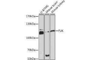 Western blot analysis of extracts of various cell lines, using FUK Rabbit pAb (ABIN7267270) at 1:3000 dilution. (FUK Antikörper  (AA 795-1084))