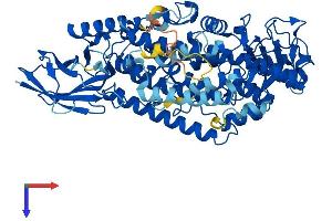 ALOX12B Protein (AA 1-701) (His tag)