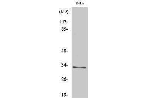 Western Blotting (WB) image for anti-Mitochondrial Ribosomal Protein L19 (MRPL19) (Internal Region) antibody (ABIN3185645)