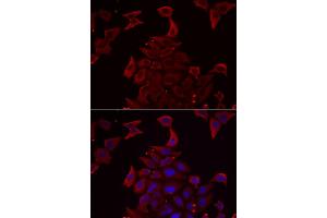 Immunofluorescence analysis of U2OS cell using PDHX antibody. (PDHX Antikörper)