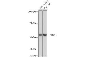 Western blot analysis of extracts of various cell lines, using GLUD1 Rabbit mAb (ABIN7267411) at 1:1000 dilution.