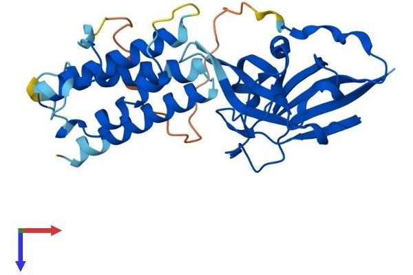 AIDA Protein (AA 1-305) (His tag)