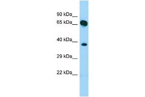 WB Suggested Anti-SHC4 Antibody Titration: 1. (SHC4 Antikörper  (N-Term))