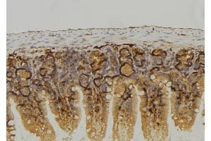 ABIN6274075 at 1/100 staining Mouse colon tissue by IHC-P. (LRP6 Antikörper  (C-Term))