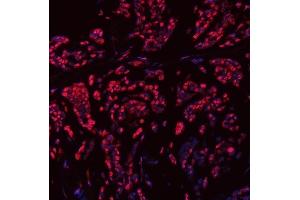 IF analysis of SNRPN using anti-SNRPN antibody (ABIN3043934). (SNRPN Antikörper  (N-Term))