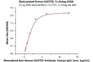 ELISA image for Guanylate Cyclase 2C (Heat Stable Enterotoxin Receptor) (GUCY2C) (AA 24-430) (Active) protein (Fc Tag,AVI tag,Biotin) (ABIN6973083)