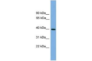 WB Suggested Anti-ITLN2 Antibody Titration: 0. (ITLN2 Antikörper  (Middle Region))