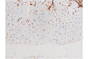 ABIN6267528 at 1/200 staining Mouse heart tissue sections by IHC-P. (SAPK, JNK (pThr183) Antikörper)