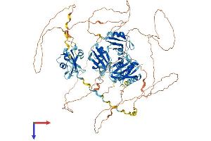 RBM12 Protein (AA 1-932) (His tag)