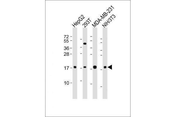 HMGA2 anticorps  (N-Term)
