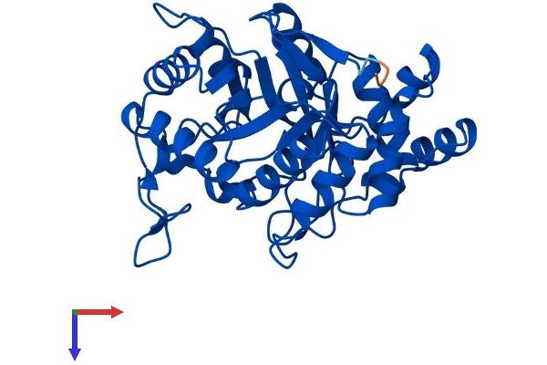 AKR1C1 Protein (AA 1-323) (His tag)