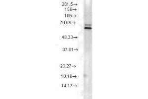 Hsp70 (5A5), rat lysate (HSP70 Antikörper)