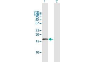 Western Blot analysis of AIF1L expression in transfected 293T cell line by AIF1L MaxPab polyclonal antibody. (AIF1L Antikörper  (AA 1-150))