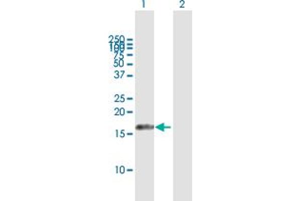 AIF1L antibody  (AA 1-150)