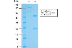 SDS-PAGE Analysis Purified anti-biotin Rabbit Recombinant Monoclonal antibody (BTN/2032R). (Rekombinanter Biotin Antikörper)