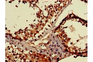 IHC image of ABIN7158870 diluted at 1:600 and staining in paraffin-embedded human testis tissue performed on a Leica BondTM system. (MAEA Antikörper  (AA 299-356))
